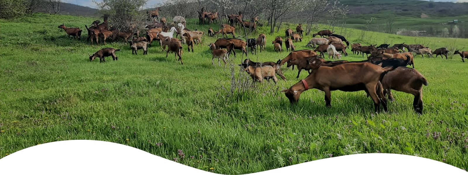 Ferma de Gusturi
Adevărate