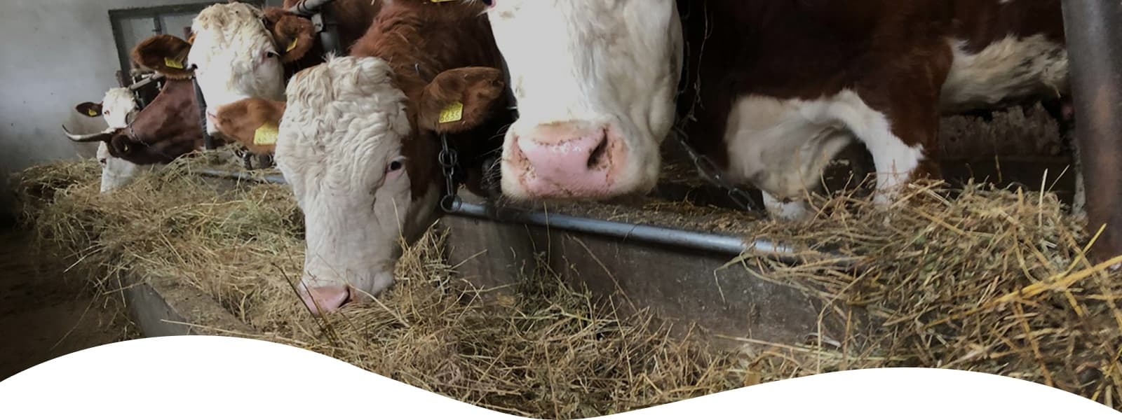 Ferma de Gusturi
Adevărate