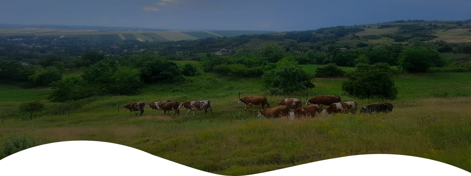 Ferma de Gusturi
Adevărate